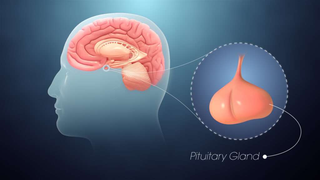 Pituitary Disorders - Endocrinology